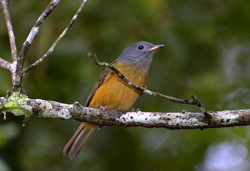 Grey-hooded flycatcher